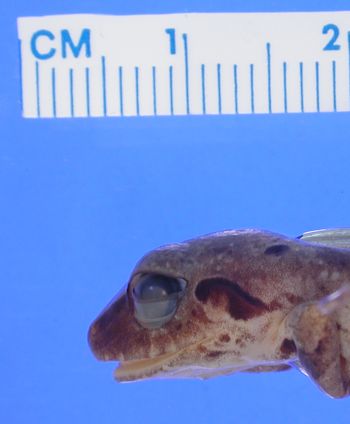 Media type: image; Herpetology A-93305